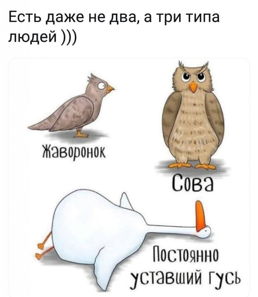 Есть даже не два а три типа людей Жаворонок Постоянно усшвший гусь