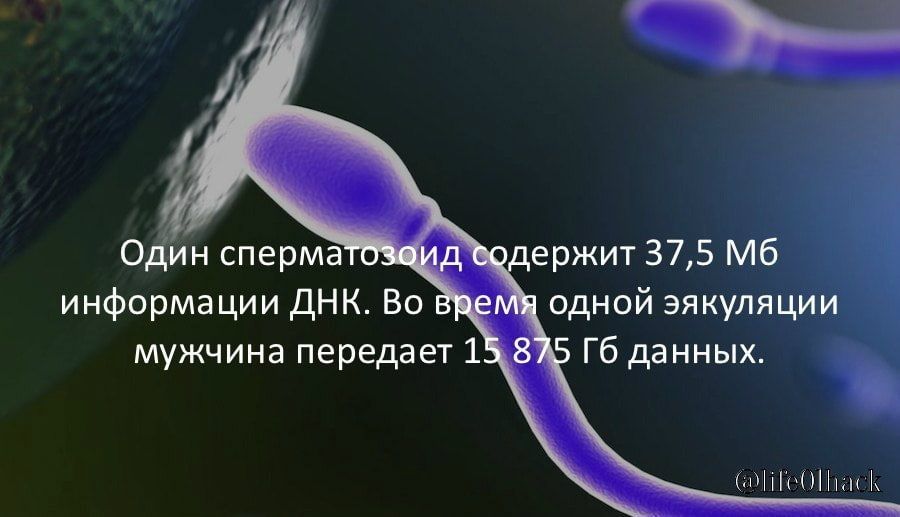 Один сперма _ держит 375 Мб информации ДНК Во и одной эякуляции мужчина передает 1 8 Гб данных ММГРННМН