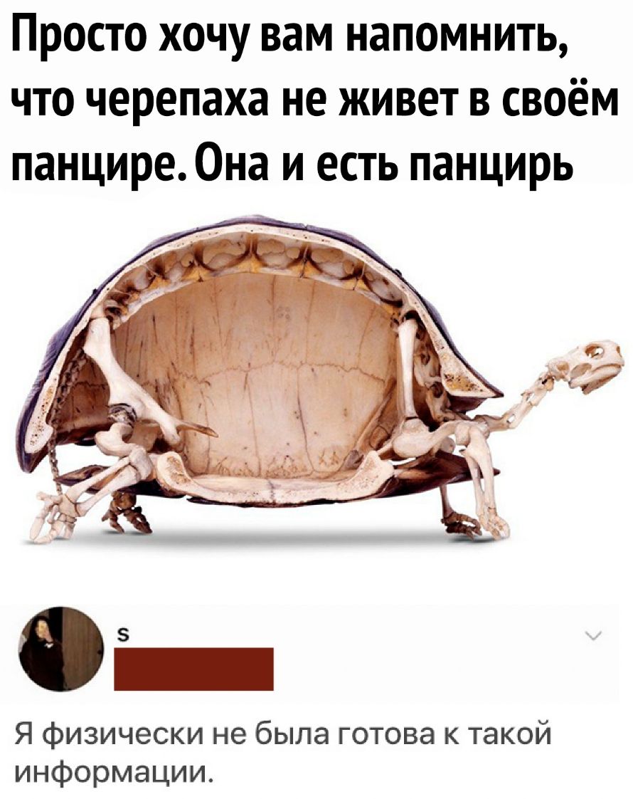 Просто хочу вам напомнить что черепаха не живет в своём панцире0на и есть панцирь Я физически не была готова к такой информации
