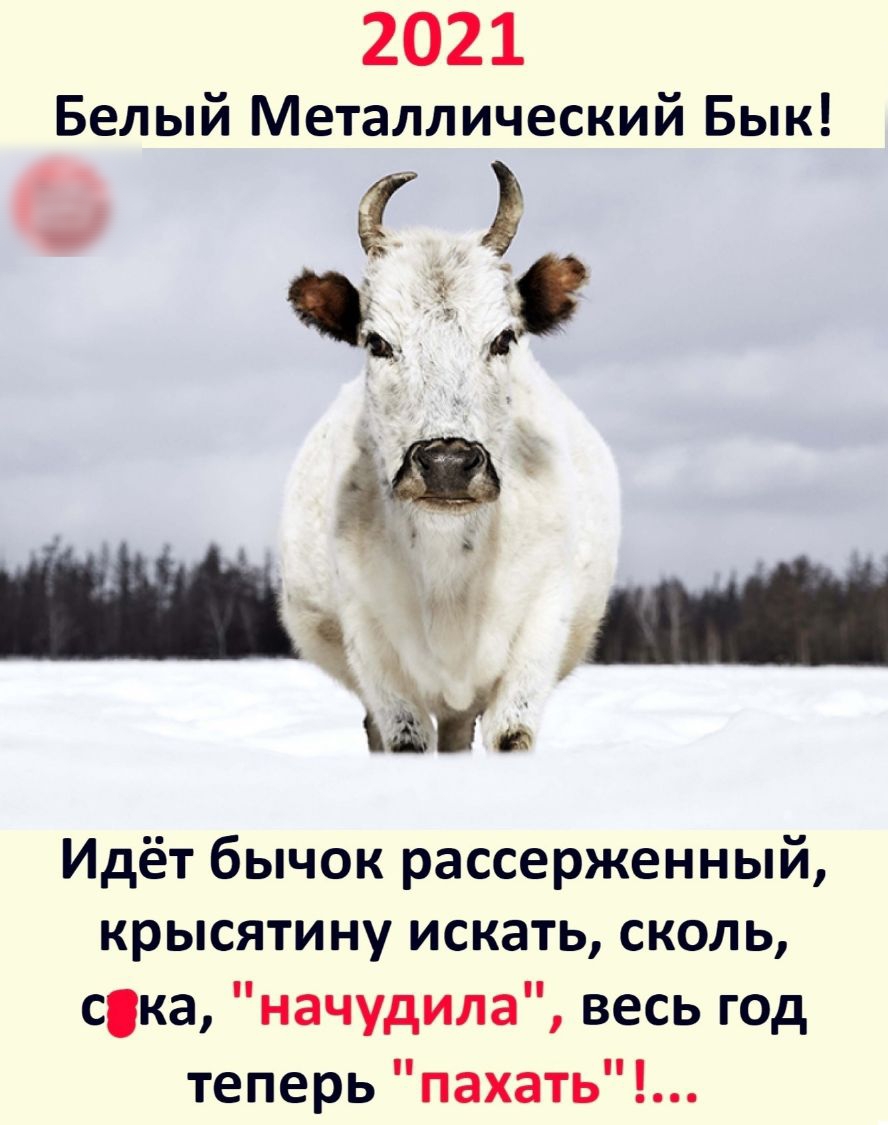 2021 Белый Металлический Бык Идёт бычок рассерженный крысятину искать сколь ска начудила весь год теперь пахать