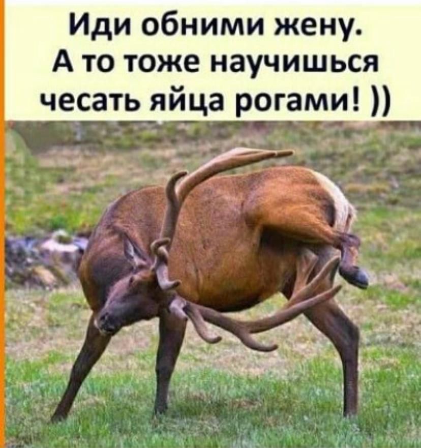 Иди обними жену А то тоже научишься чеса
