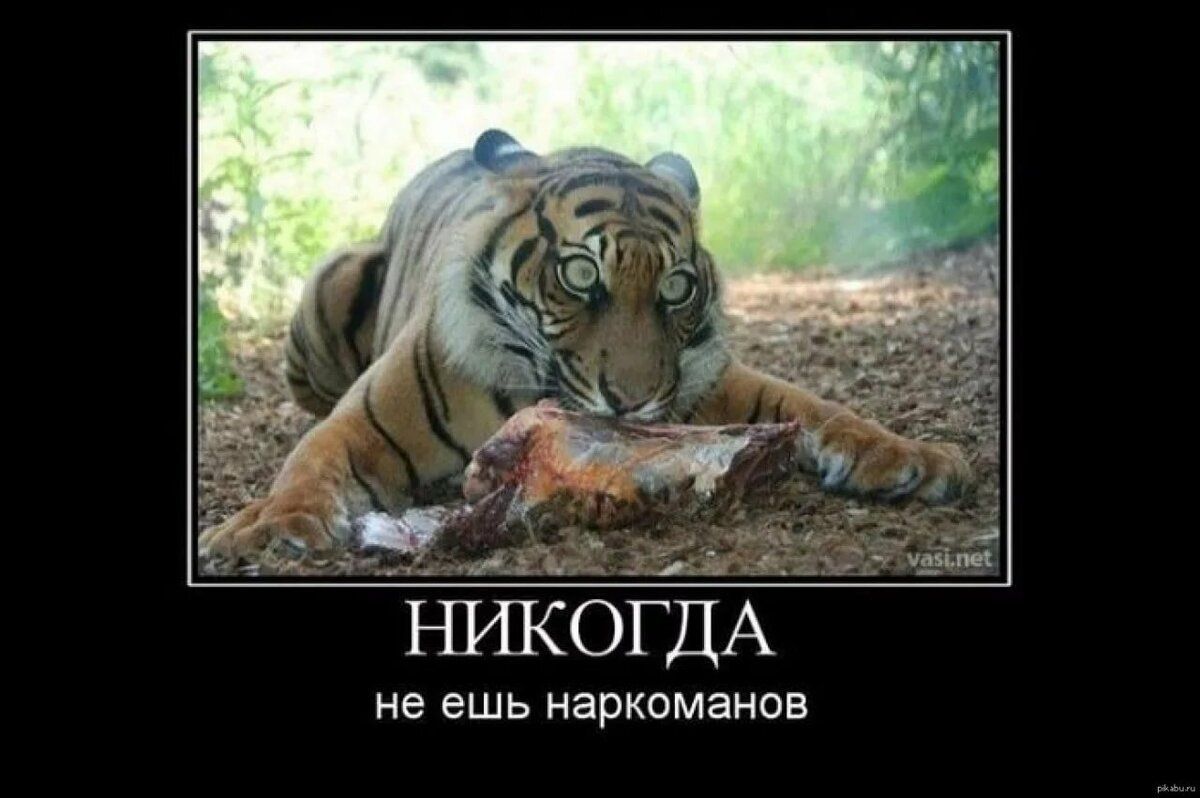 не ешь наркоманов