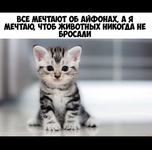 ВСЕ МЕЧТАЮТ ОБ АЙФОНАХ А Я МЕЧТАЮ ЧТОБ ЖИВОТНЫХ НИКОГДА НЕ БРОСМИ