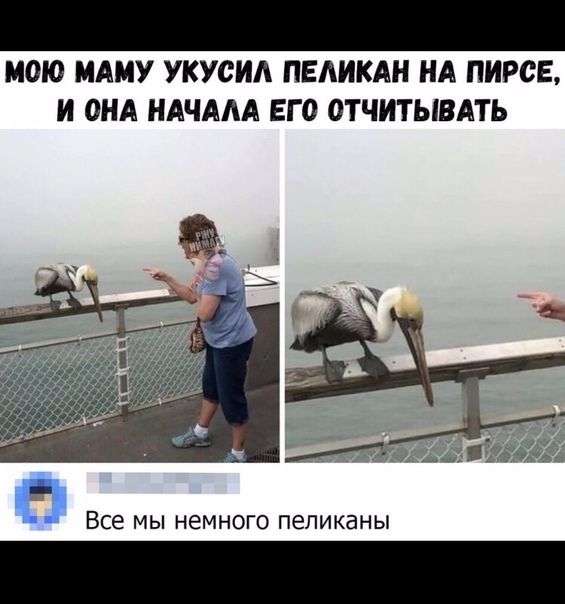 МОЮ МАМУ УКУСИА ПЕАИКАН НА ПИРСЕ И ОНА НАЧААА ЕГО ОТЧИТЫВАТЬ Все МЫ НЕМНОГО ПЕЛИКЭНЫ