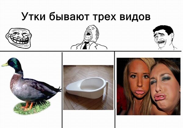 Утки бывают трех видов