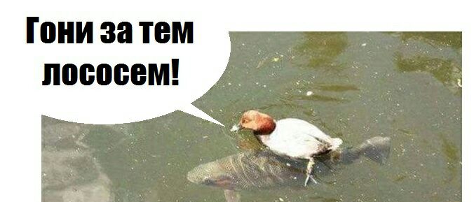 Гони за ТБМ ЛОВОЁВМ