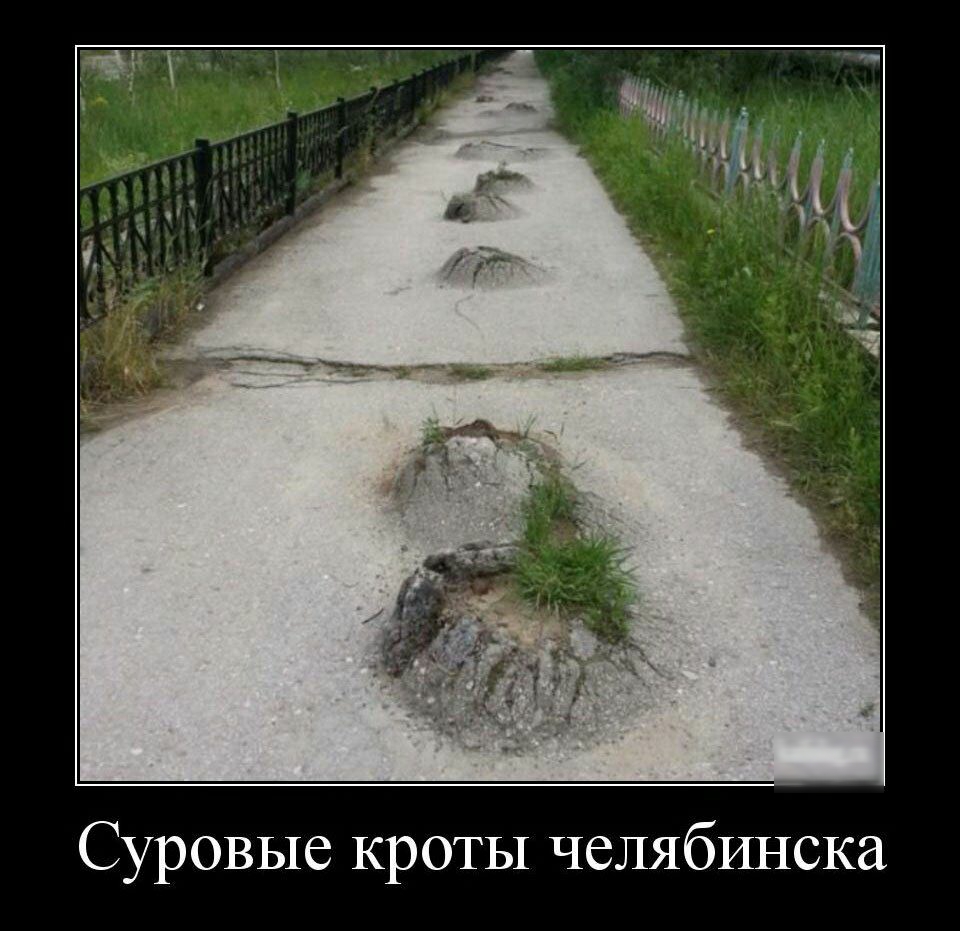 Суровые кроты челябинска