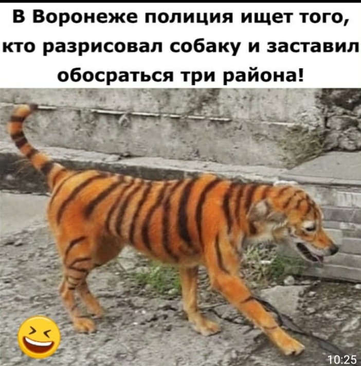 В Воронеже полиция ищет того кто разрисовал собаку и заставил о_босраться три района