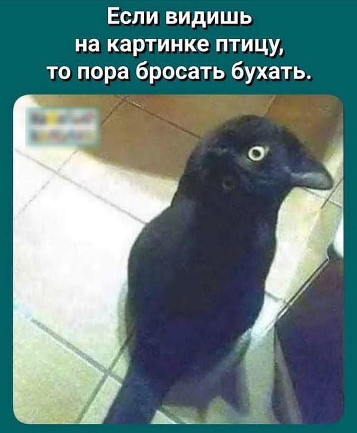 Если видишь на картинке птицу то пора бросать бухать