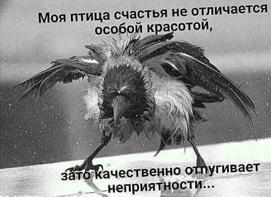 Моя птица счаЁтья не отличается особри к а отои