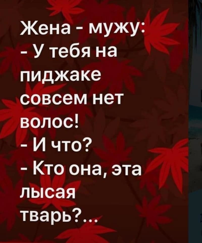 Жена мужу У тебя на пи жаке ЛОС И что 0 она эта 355 тварь