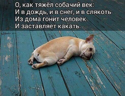 О как тяжёп собачий век И в дождь и в снег и в слякоть Из дома гонит человек 7 И заставляет какать _ _