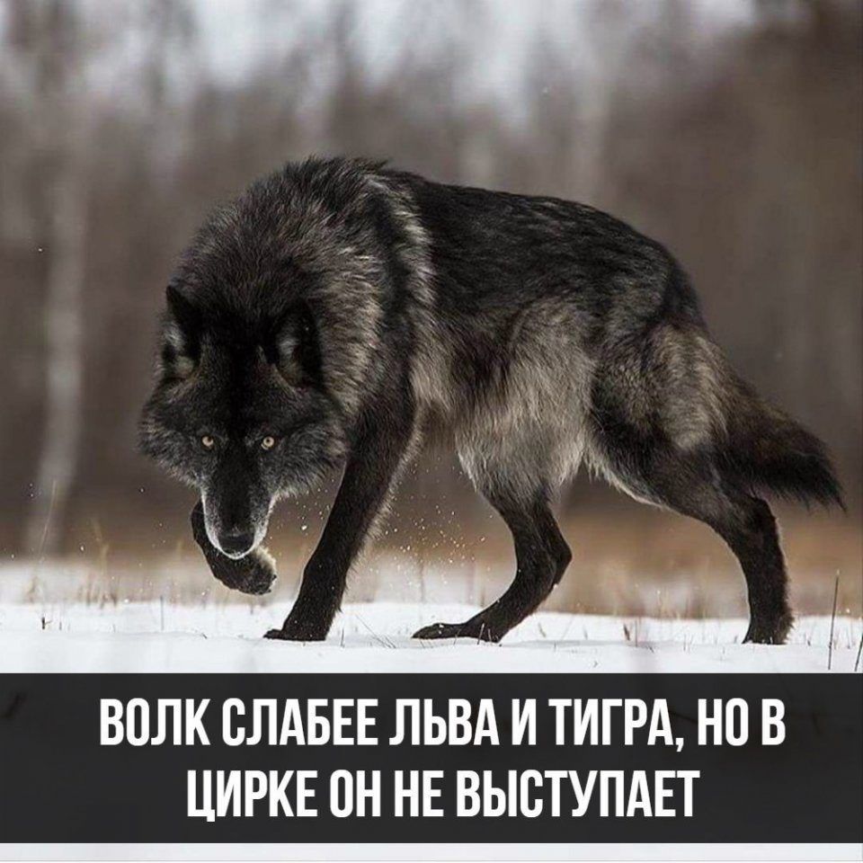 ВПЛК ВЛАБЕЕ ЛЬВА И ТИГРА НО В ЦИРКЕ ПН НЕ ВЫСТУПАЕТ