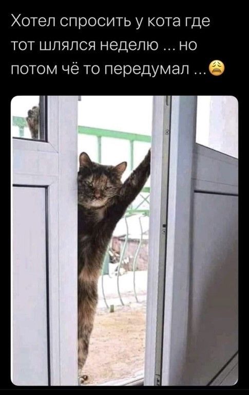 Хотел спросить у кота где тот шлялся неделю но потом чё то передумал О