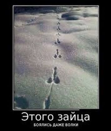Этого зайца вились попки