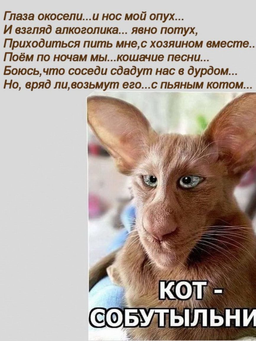 Глаза окосели и нос мой опух И взгляд алкоголика явно потух Приходиться пить мнес хозяином вместе Поём по ночам мыкошачие песни Боюсь что соседи сдадут нас в дурдом Но вряд ли возьмут егос пьяным котом ЕФБУТЫЛЬН