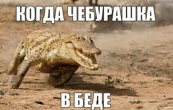 іюгдд чъыгдШнд