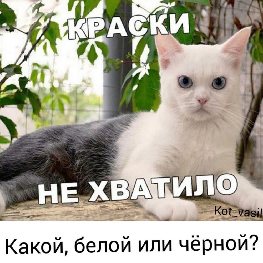 Какой белой или чёрной