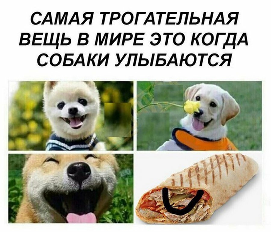 САМАЯ ТРОГАТЕЛЬНАЯ ВЕЩЬ В МИРЕ ЭТО КОГДА СОБАКИ УЛЫБАЮТСЯ