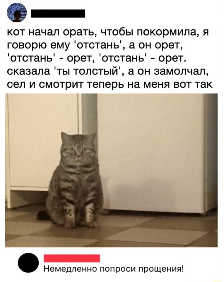 _ кот начал орать чтобы покормила я говорю ему отстань а он орет отстань орет отстань орет сказала ты толстый а он замолчал сел и смотрит теперь на меня вот так Немедленно попроси прощения