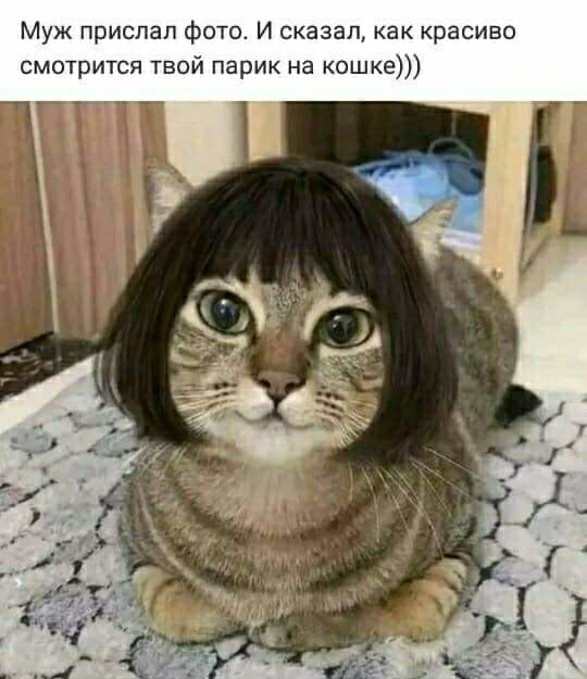 Муж прислал фото И сказал как красиво смотрится твой парик на кошке
