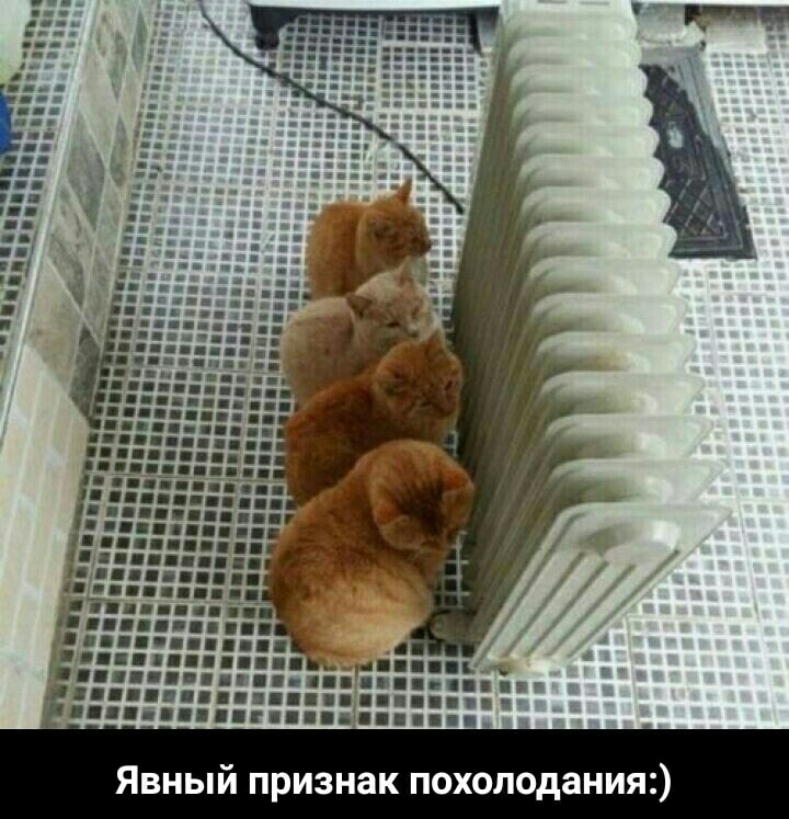 Явный признак похолодания