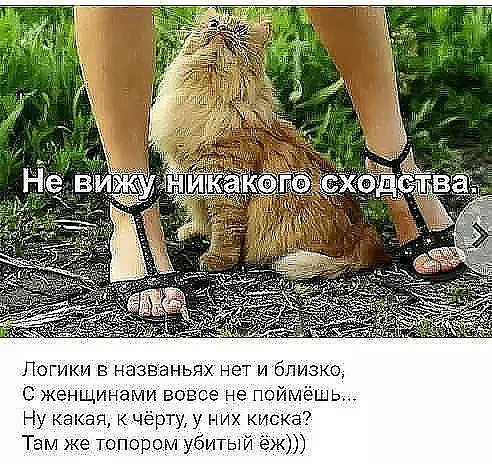 Л гики в названьях нет и близка С женщинами вовсе не поймёшь Ну какая к чёрту у них киска Там же топором убитый