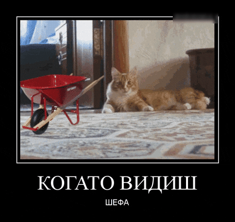 КОГАТО ВИДРШ ШЕФА
