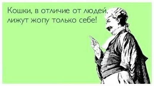 Кошки 5 ОТАичие от модей Аижут жопу ТОАЬКО себе