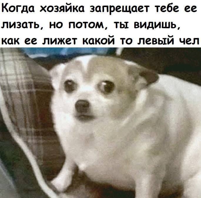 Когда хозяйка запрещает тебе ее лизать но потом ты видишь как ее лижет какой то левый чел