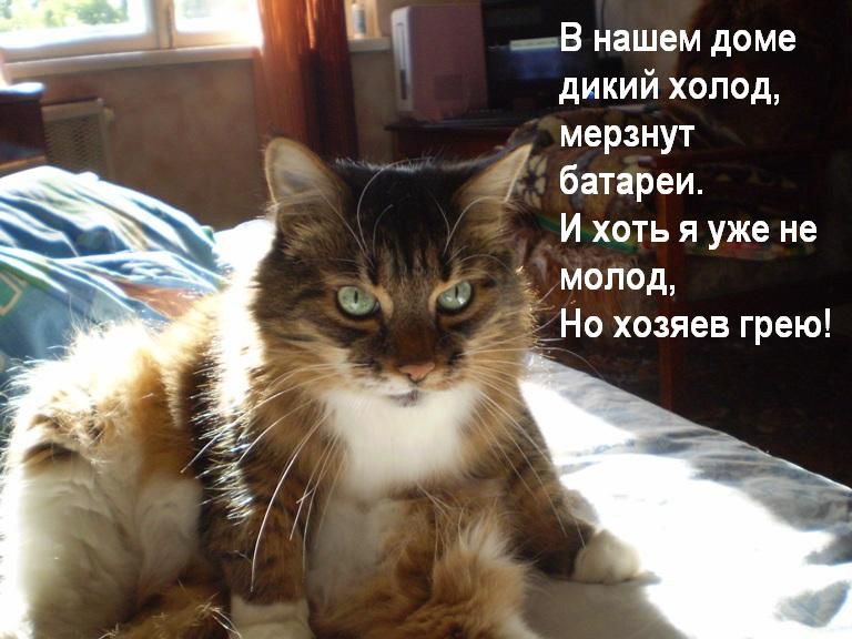г _В нашем доме дикий холод мерзнут батареи И хоть я уже не молод _ Но хозяев грею