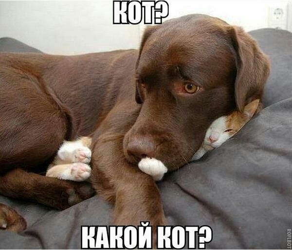 НМЮЙ ШП