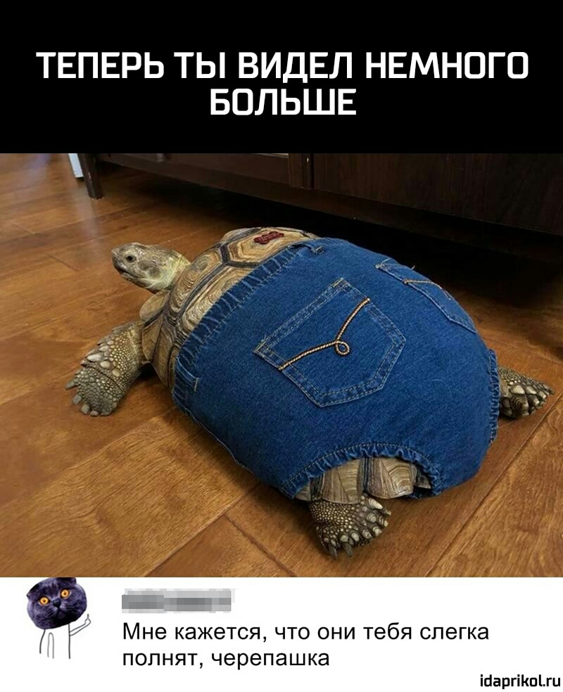 ТЕПЕРЬ ТЫ ВИДЕЛ НЕМНОГО БОЛЬШЕ Е Мне кажется что они тебя слегка попнят черепашка іЦаргіКпіш