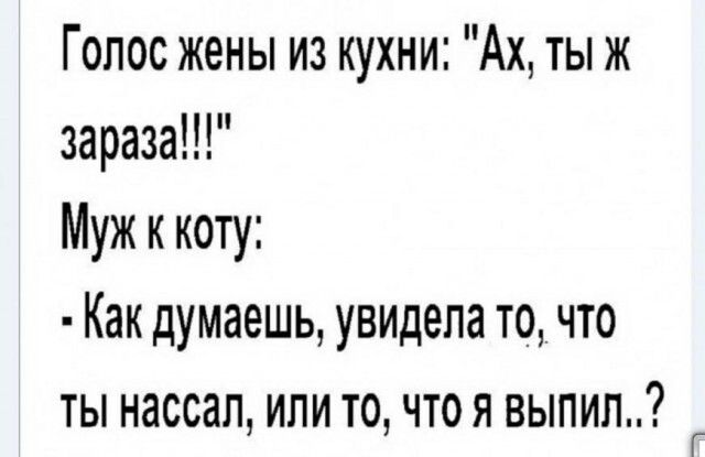 Голос жены из кухни Ах ты ж зараза Муж к коту Как думаешь увидела то что ты нассап или то что я выпил Г