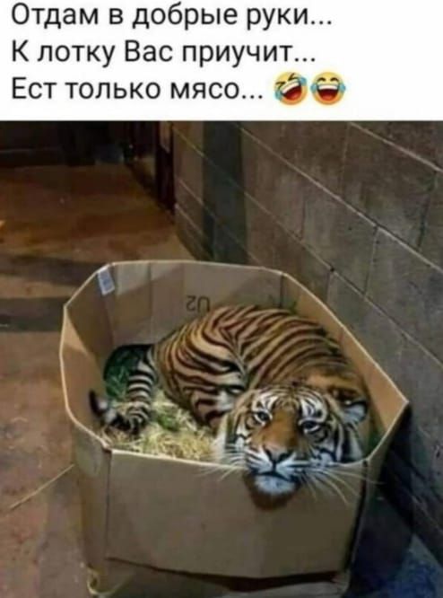 Отдам в добрые руки К лотку Вас приучит Ест только мясо