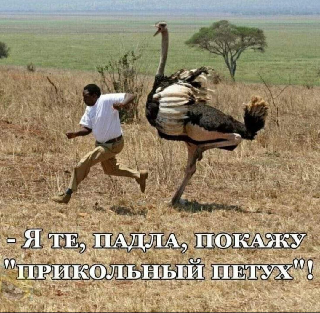 Я те, падла, покажу 