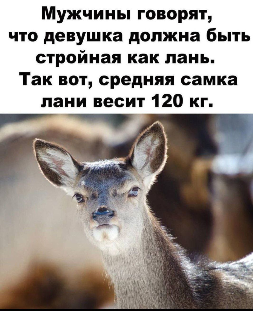 Мужчины говорят, что девушка должна быть стройная как лань. Так вот, средняя самка лани весит 120 кг.