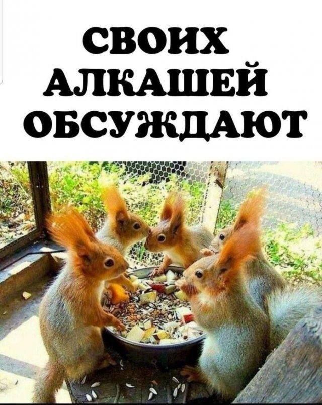 СВОИХ АЛКАШЕЙ ОБСУЖДАЮТ