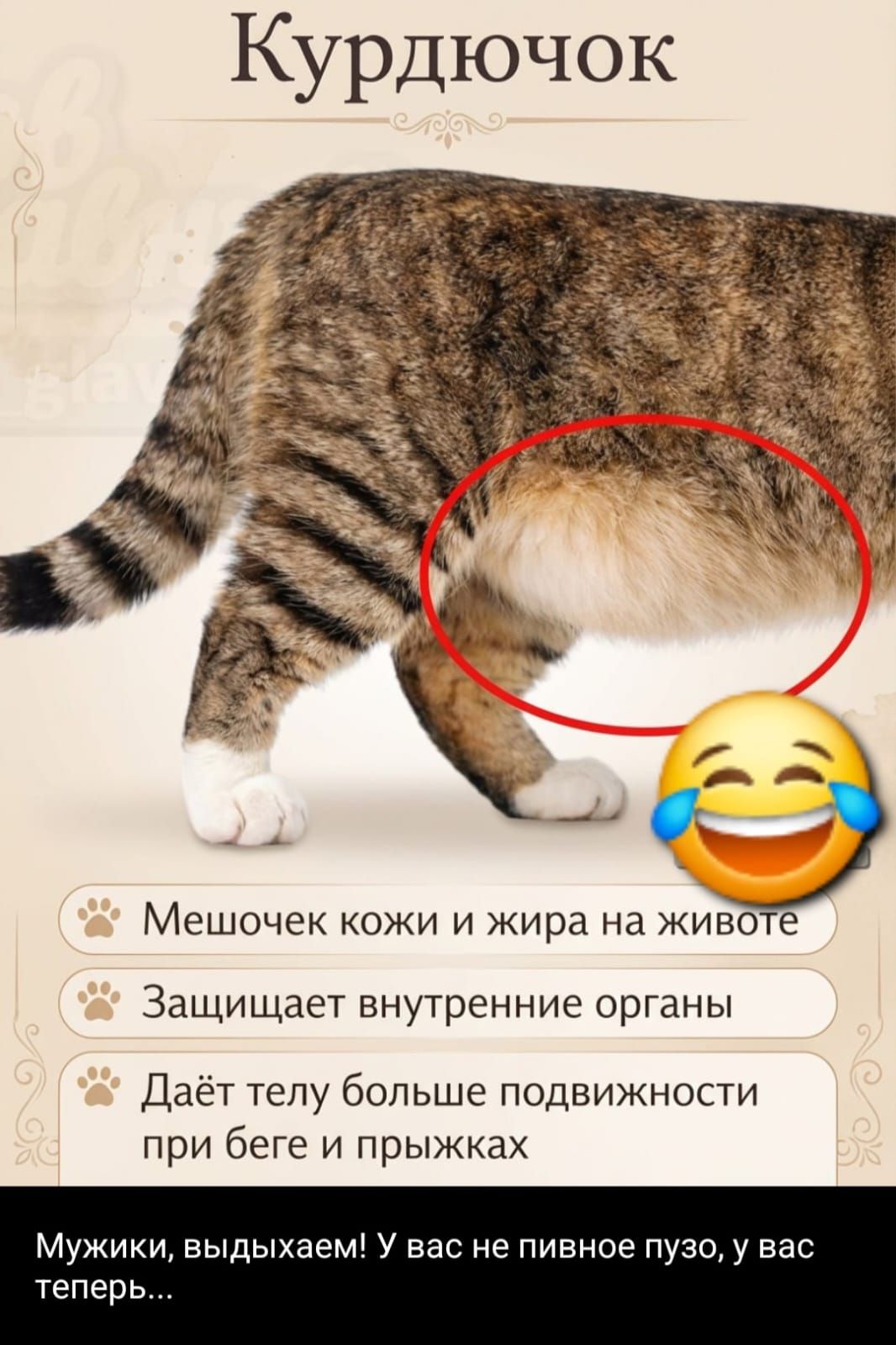 Курдючок
Мешочек кожи и жира на животе
Защищает внутренние органы
Даёт телу больше подвижности при беге и прыжках
Мужики, выдыхайте! У вас не пивное пузо, у вас теперь...