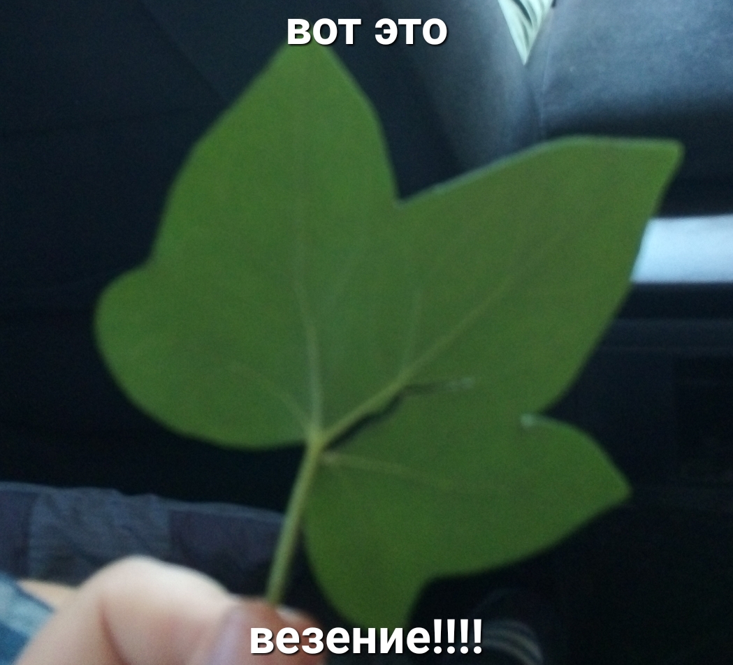 вот это _ Щиты