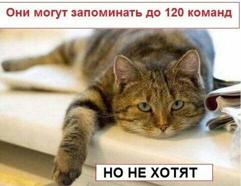 Они могут запоминать до 120 команд НО НЕ ХОТЯТ