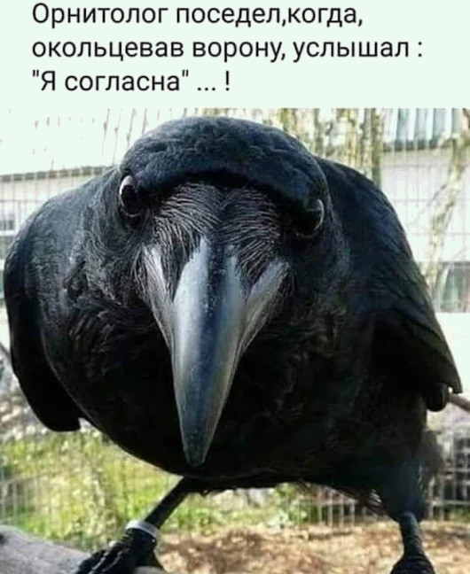 Орнитопог поседелкогда окольцевав ворону услышал Я согласна
