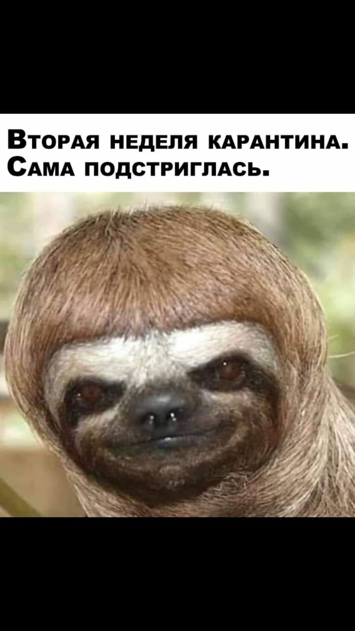 ВТОРАЯ НЕДЕЛЯ КАРАНТИНА САМА ПОДСТРИГПАСЬ