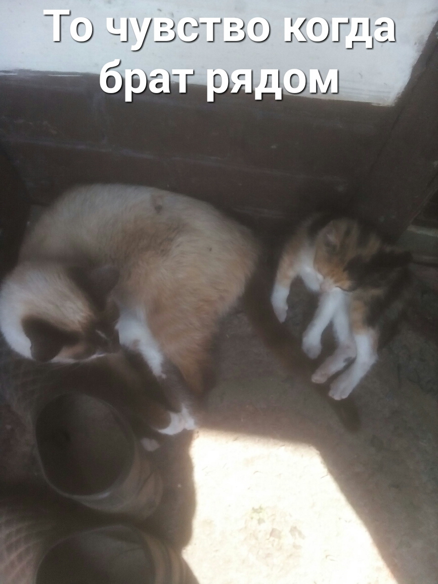 Го 4у59гво когти