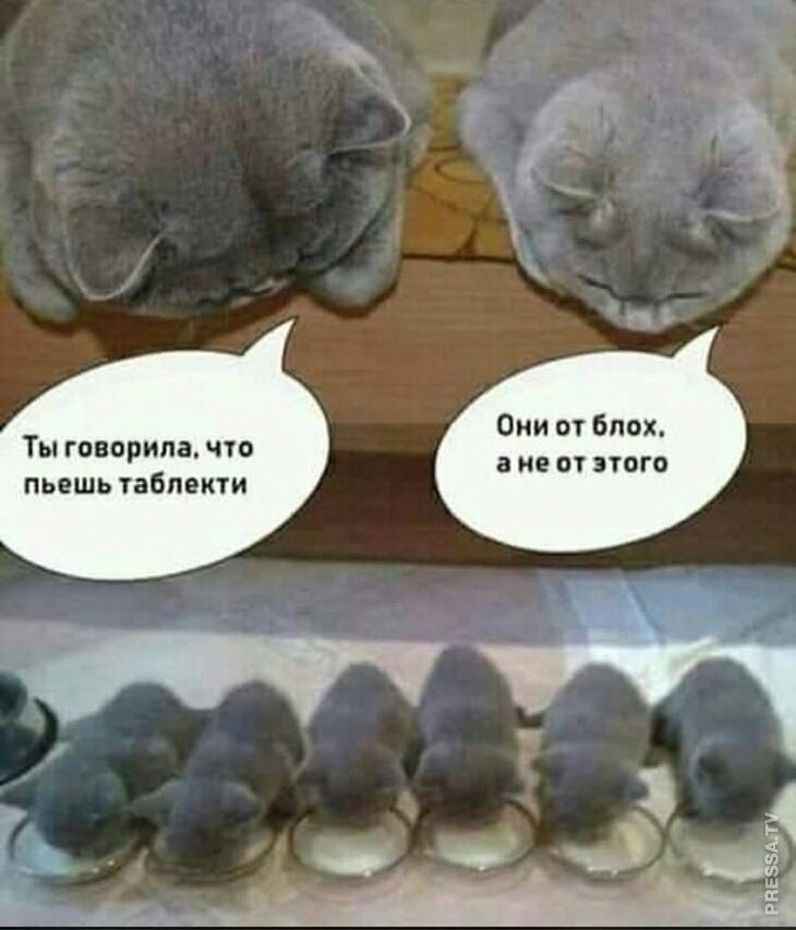 Они от Блох Ты говорила что а не т этого пьешь табпекти