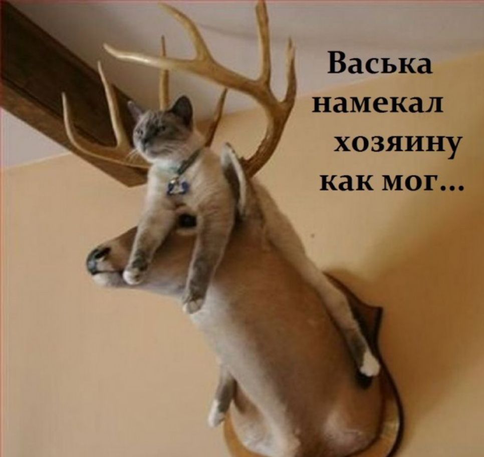 Васька намекал хозяину как мог