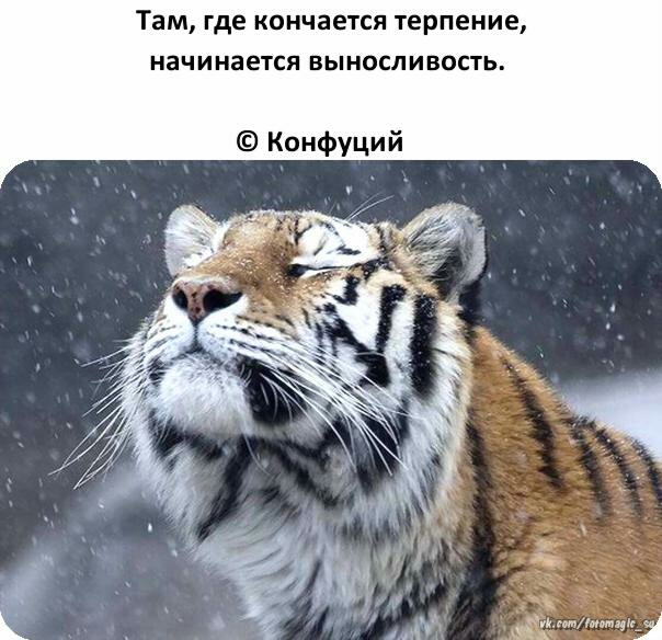 Там где кончается терпение НЭЧ И нается ВЫ НОСЛ ИВОСТЬ Конфуций атммпй