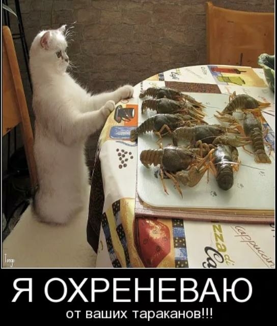 Я ОХРЕНЕЁАЮ от ваших тараканов