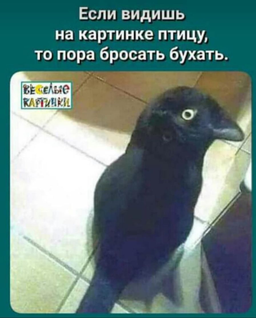 Если видишь на картинке птицу то пора бросать бухать ВК КАЙМЩИ