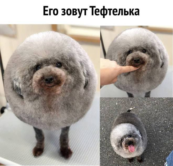 Его зовут Тефтелька